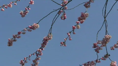 Early spring blossom 스톡 동영상 67597