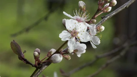 Early Spring Blossom Stock Footage 79354308