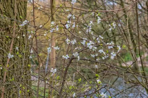 Early spring blossom Stock Photos