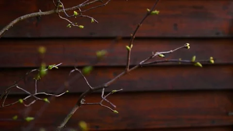 Early Spring Blossoms: Emerging Buds Against Rustic Wooden Fence - 4k Stock Footage 267892523