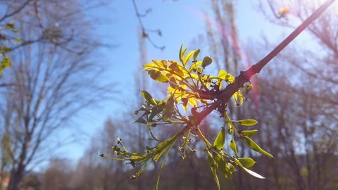 Early spring branch with small green leaves Stock Footage 129445092