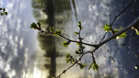 Early spring, buds are blooming, nature, trees are blooming Stock Footage 248519006