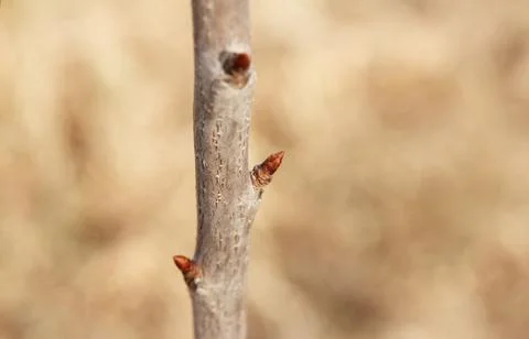 Early spring, buds begin to swell and bloom on fruit trees Stock Photos
