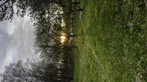 Early spring, buds bloom, leaves bloom at sunset Stock Footage 244257789