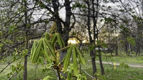 Early spring, buds bloom, leaves bloom at sunset Stock Footage 244260022