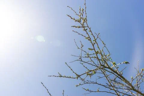 Early spring. Buds on tree branch on Sunny day. Beautiful natural background  Stock Photos