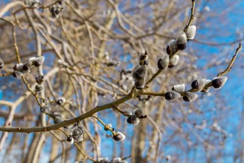 Early spring. The buds on the willow. Stock Photos