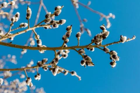 Early spring. The buds on the willow. Stock Photos