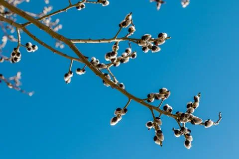 Early spring. The buds on the willow. Stock Photos