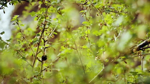 In early spring, a bumblebee flies over a flower. Stock Footage 130492750