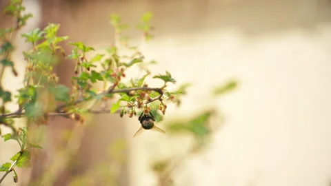In early spring, a bumblebee flies over a flower. Stock Footage 130493029