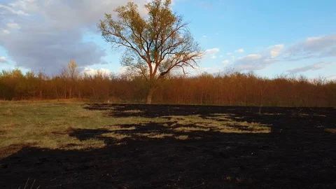 Early spring burned vegetation of a meadow near the forest. Dark ash on the land Stock Footage 129250934