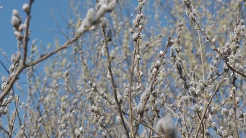 Early spring catkins on a sunny day 4k Stock Footage