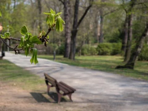 Early spring in the central park trees start blooming Stock Photos