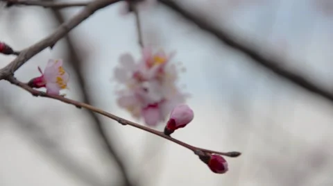 Early spring cherry blossom with soft pastel blue bokeh background. Stock-Footage 62484021