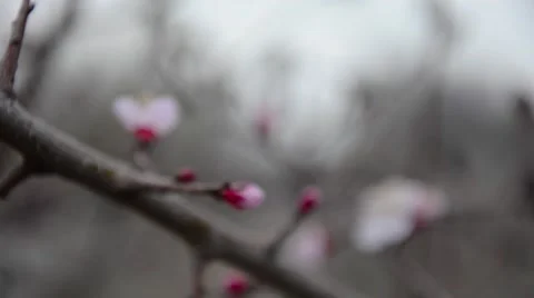 Early spring cherry blossom with soft pastel blue bokeh background. Stock-Footage 62484034