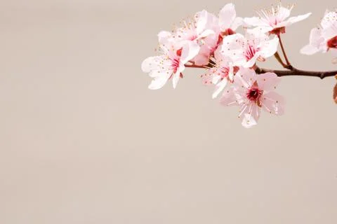 Early spring cherry flowers. Stock Photos