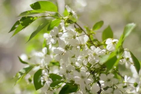 Early Spring Cherry tree bllossom with tender white flowers Stock Photos