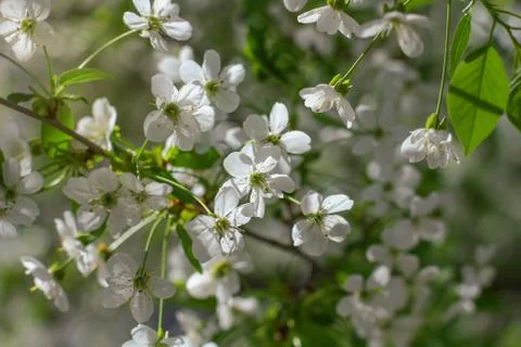 Early Spring Cherry tree bllossom with tender white flowers landscape orienta Stock Photos