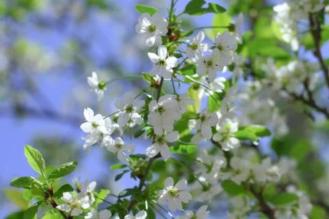 Early Spring Cherry tree bllossom with tender white flowers Stock Photos