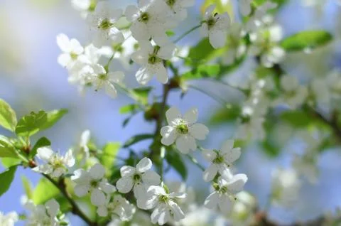 Early Spring Cherry tree bllossom with tender white flowers Stock Photos
