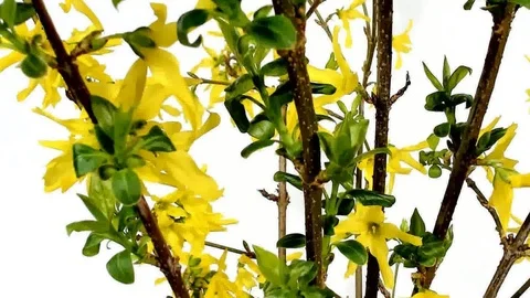 Early spring close-up of beautiful yellow forsythia flowers blooming Stock Footage 105207919