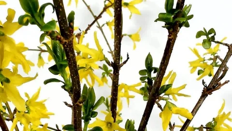 Early spring close-up of beautiful yellow forsythia flowers blooming Stock Footage 105208062