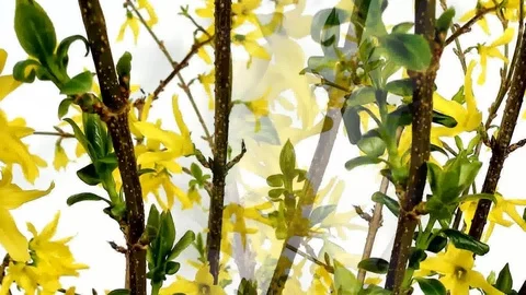 Early spring close-up of beautiful yellow forsythia flowers blooming Stock Footage 105208273