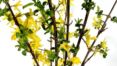 Early spring close-up of beautiful yellow forsythia flowers blooming Stock Footage 105208430