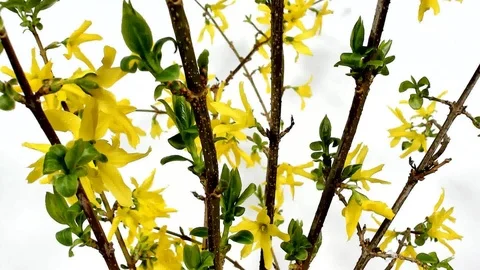 Early spring close-up of beautiful yellow forsythia flowers blooming Stock Footage 105208534