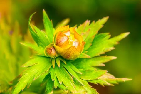 In early spring, on cold days, the Trollius bud has still blossomed, waiting  Stock Photos