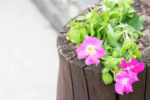 Early spring colors Stock Photos