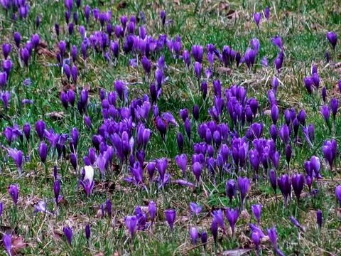 Early Spring Crocus Bloom Stock Photos