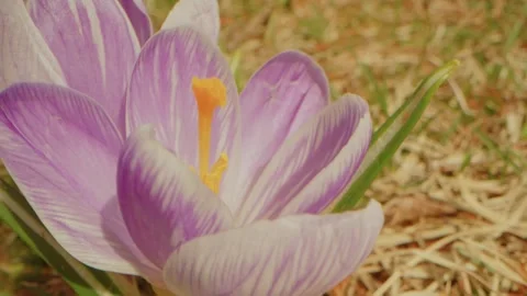 Early Spring Crocus Bloom at Planting Fields Arboretum, Oyster Bay, NY Stock Footage 318428639