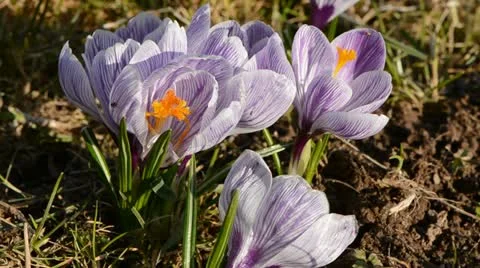 Early spring crocus blossoms and wind Stock Footage 12541480
