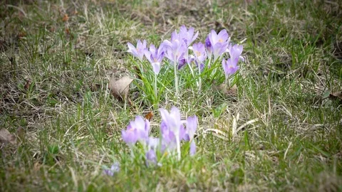 Early spring, crocus flowers against the background of a last year's grass Stock Footage