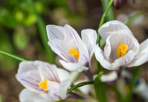 Early spring crocus flowers Stock-Fotos