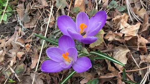 Early Spring Crocus Stock Footage 90722141