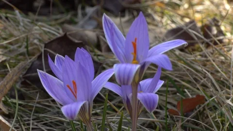 Early spring crocus sativus saffron flowers with orange stamens Stock Footage 126641917