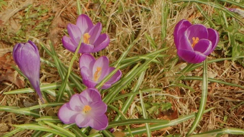 Early Spring Crocuses Bloom at Planting Fields Arboretum, Oyster Bay, NY Stock Footage 318428646