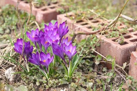 Early spring crocuses, delicate blue flowers, Moscow, Russia, April 2024, 2 Stock Photos