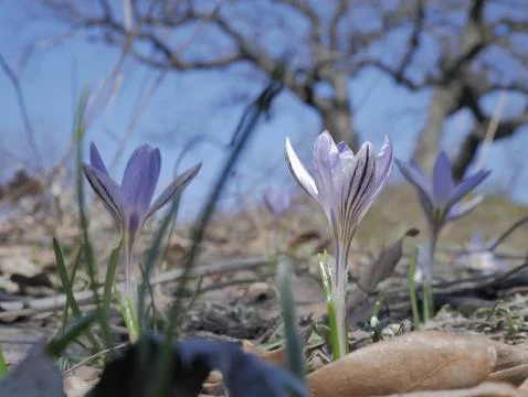 Early spring crocuses in a forest clearing. Nature. Stock Photos
