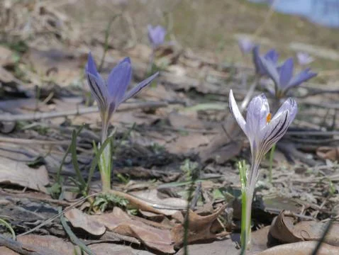Early spring crocuses in a forest clearing. Nature. Stock Photos