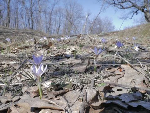 Early spring crocuses in a forest clearing. Nature. Stock Photos
