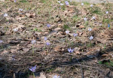 Early spring crocuses in a forest clearing. Nature. Stock Photos