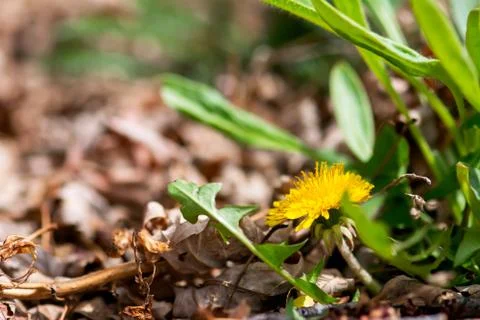 Early Spring Dandelion Stock Photos