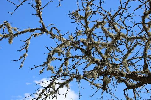 In early spring days some trees are abundantly covered with gray moss Stock Photos