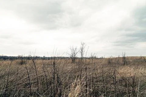 Early Spring Dead Meadow Фото