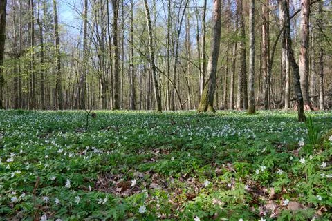 Early spring deciduous forest with flowering wood anemone, Bialowieza Forest, Foto stock