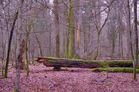 Early spring deciduous tree stand with old oak tree broken in background, Bia Stock Photos